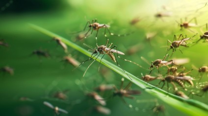 Учёный ТГУ взял под контроль комаров